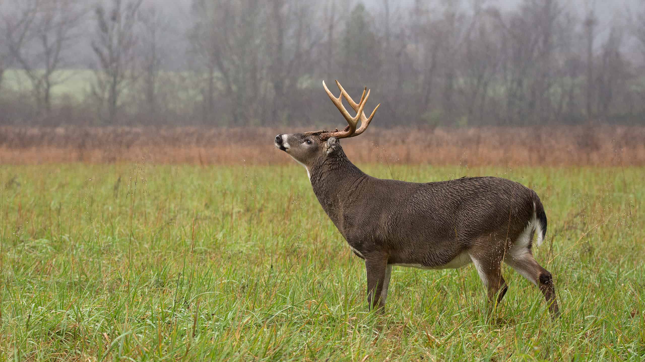 Large white-tailed deer buck standing in an open meadow during a rain storm in Great Smoky Mountains National Park.