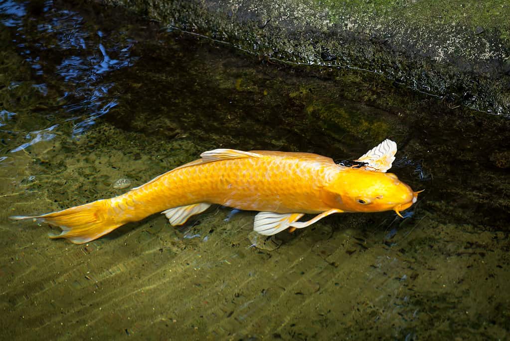 Golden Ogon Koi Fish swimming- one of the most expensive koi fish