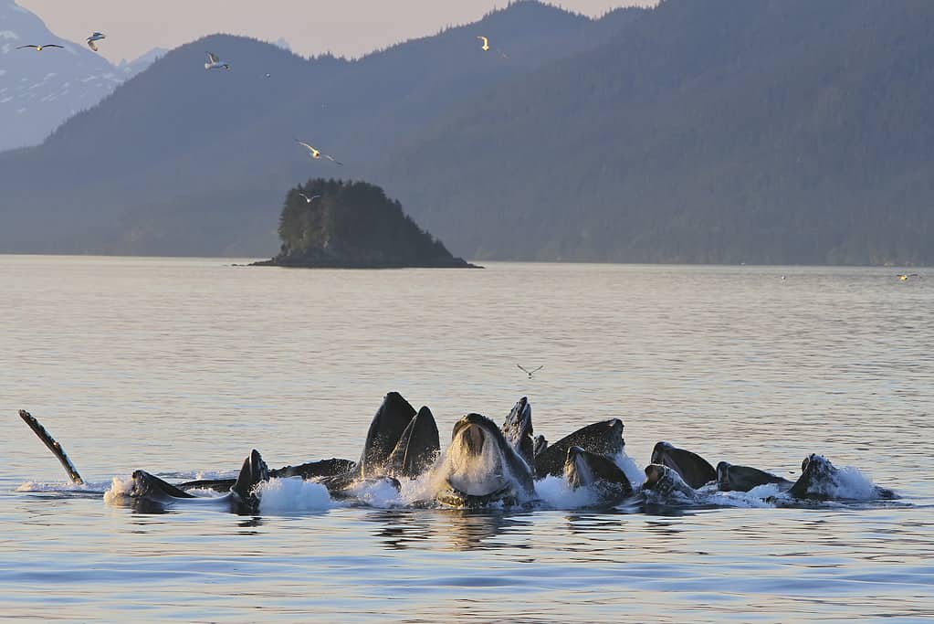 Humpback whales feeding