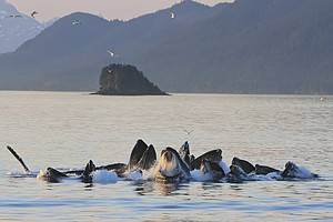 Witness 4 Humpback Whales Coordinate a Magical “Whale Dance” and Discover the Meaning Picture