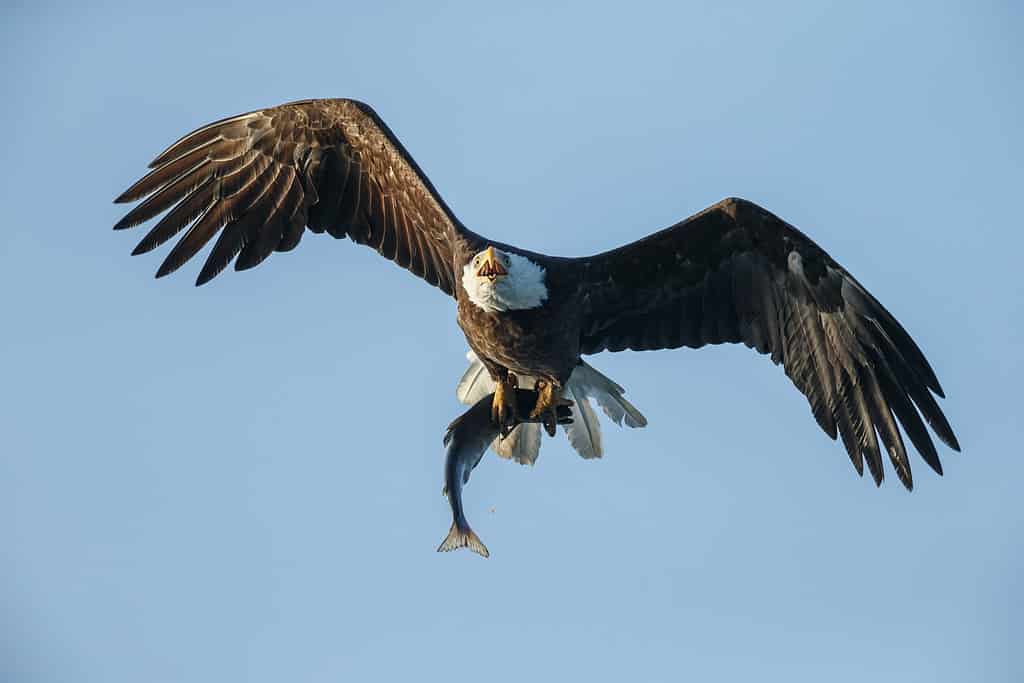 Bald eagle in flight with a sockeye salmon in his claws