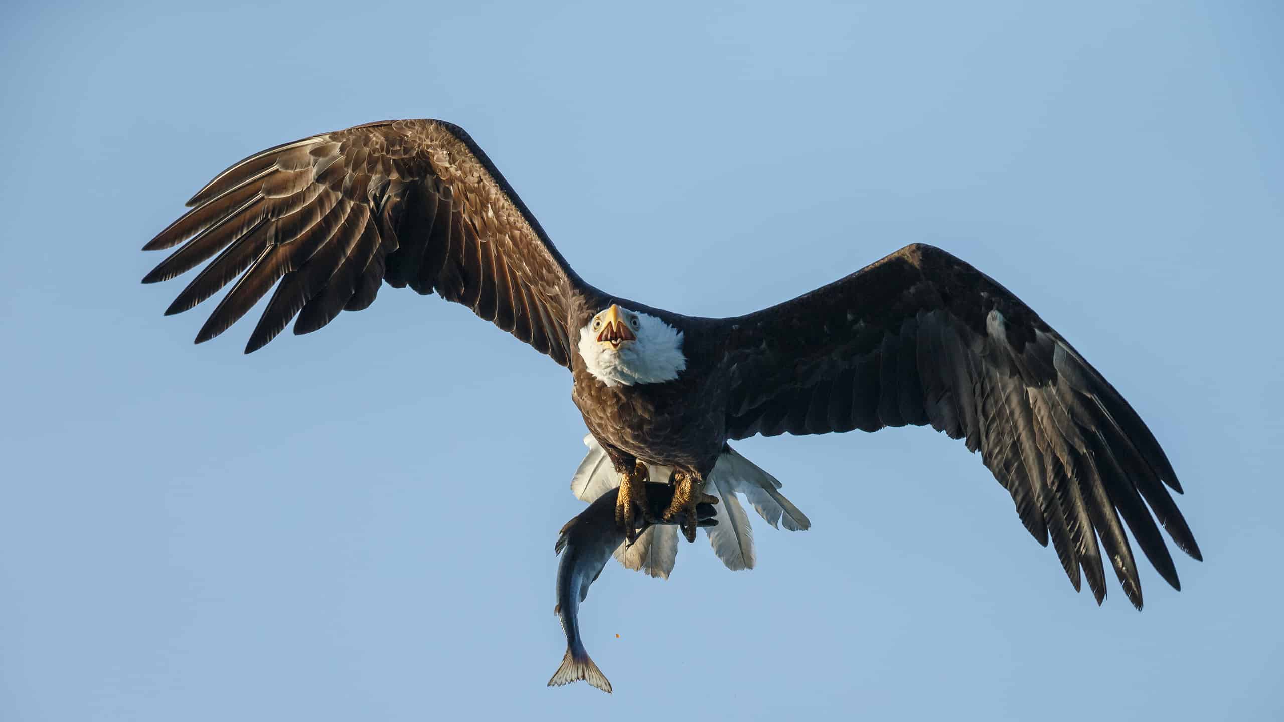 Bald eagle in flight with a sockeye salmon in his claws