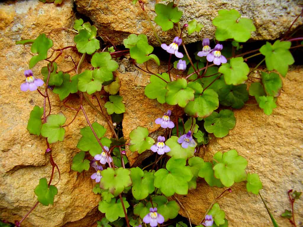 Kenilworth ivy on large rocks