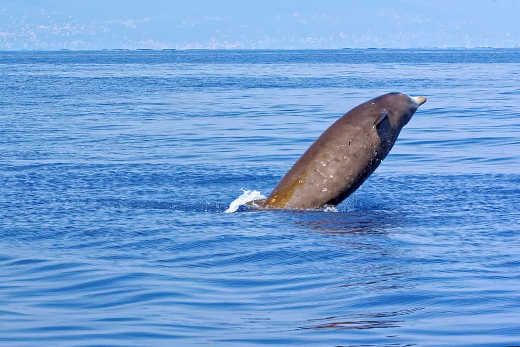 Cuvier's beaked whale (Ziphius cavirostris), in the Gulf of Genoa, Ligurian Sea.