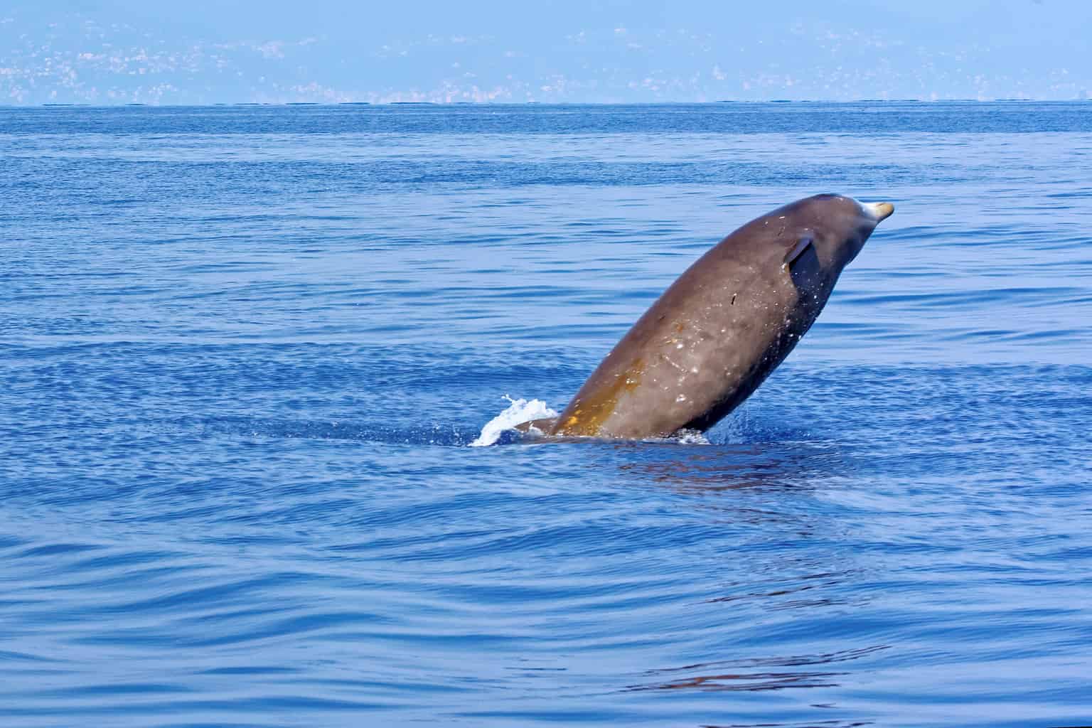 How Long Can Blue Whales Hold Their Breath? - A-Z Animals