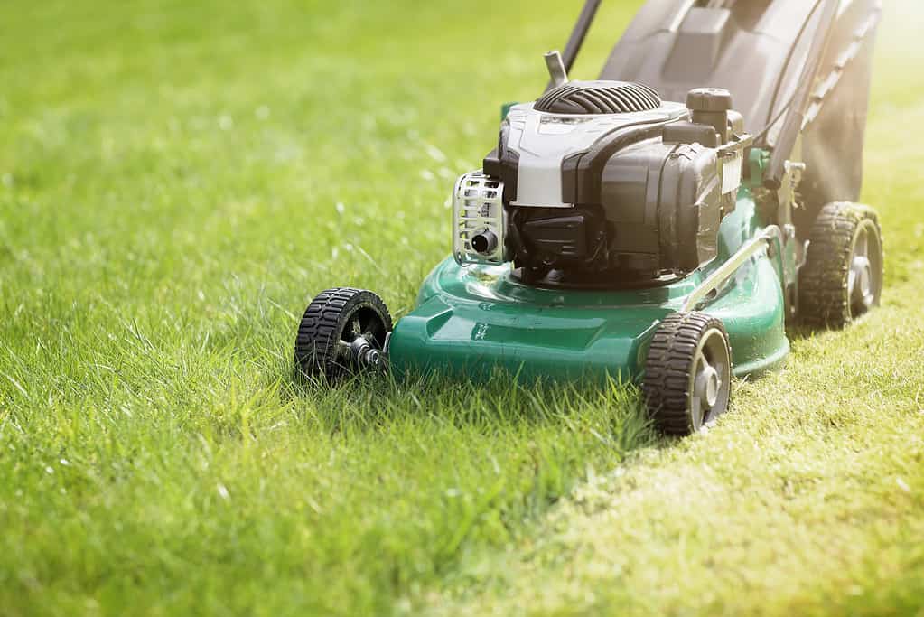 Lawn Mower, Mowing, Yard - Grounds, Lawn, Grass