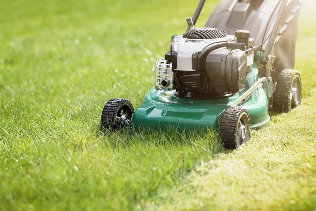 Which battery lawn online mower