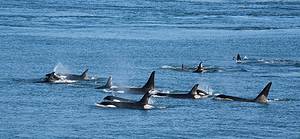 Coordinated Orcas Isolate Dolphins When Hunting Picture