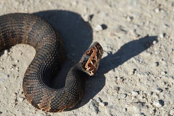 Mississippi Melee: Who Wins in a Copperhead vs Cottonmouth Fight in the ...