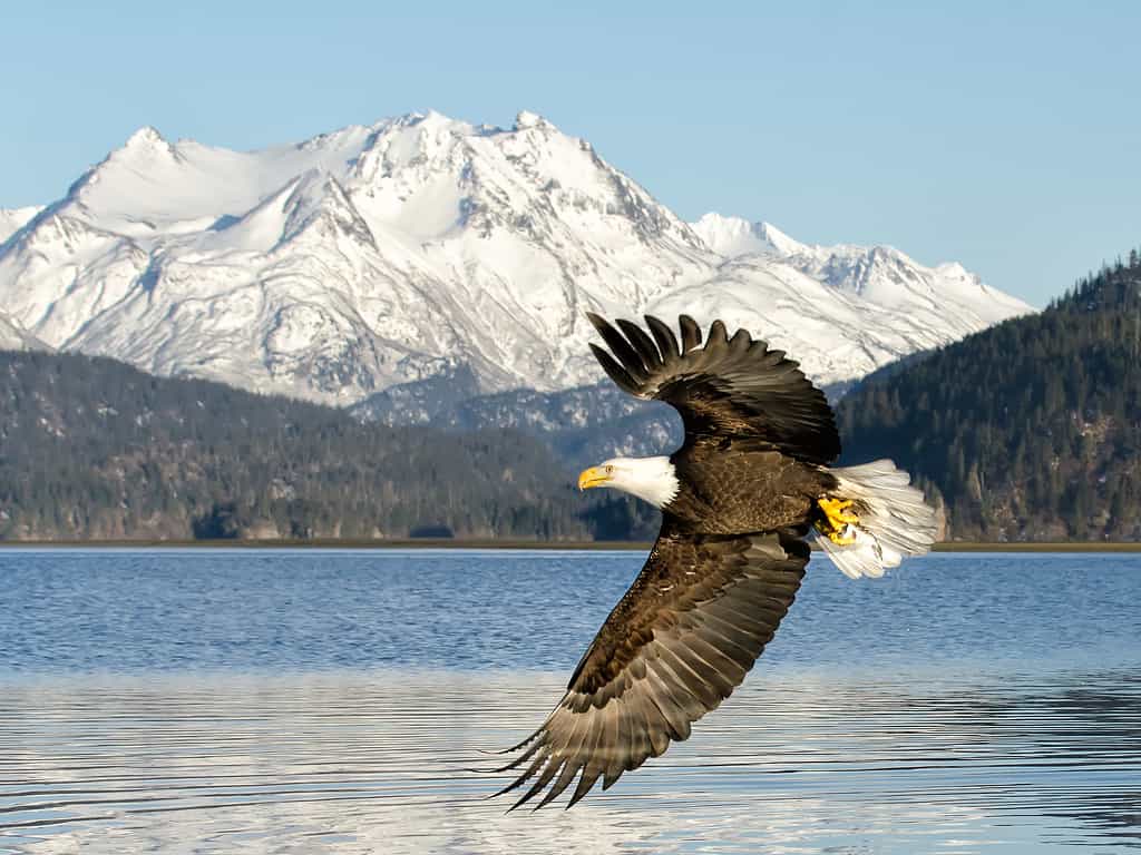 A Bald Eagle flying with the backdrop of one of Alaska's  glacier's Grewingk.