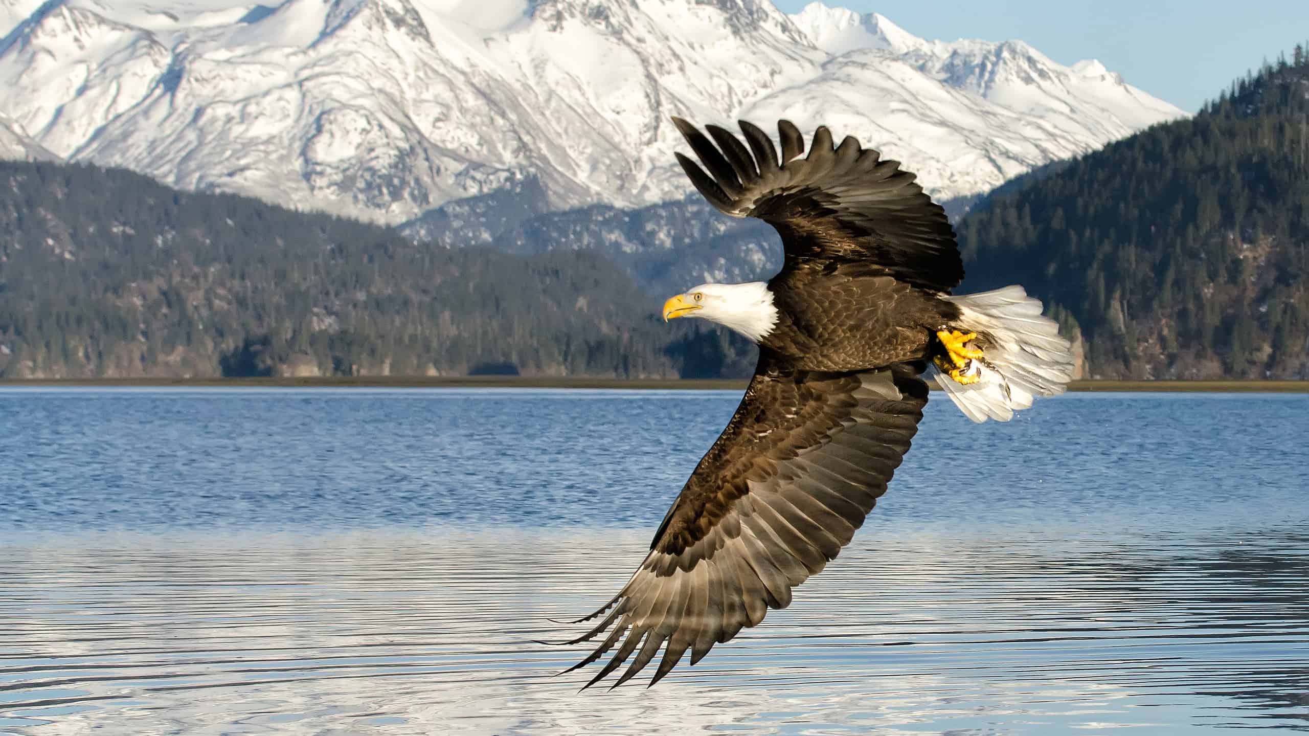 A Bald Eagle flying with the backdrop of one of Alaska's glacier's Grewingk.