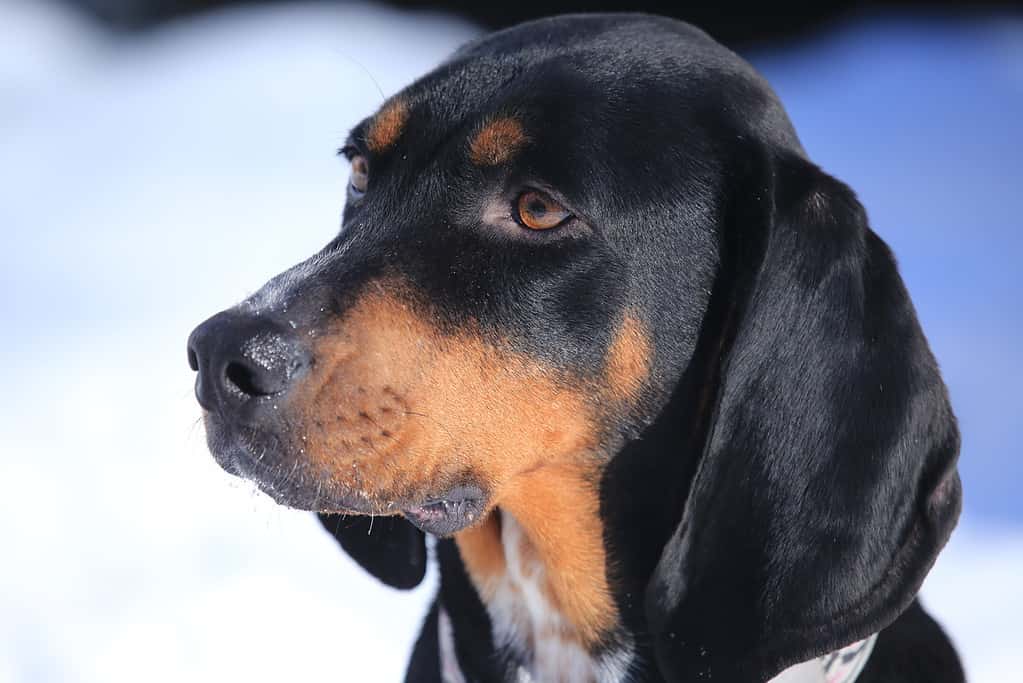 Black and Tan Coon Hound Dog