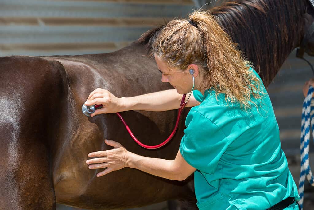 Horse veterinarian