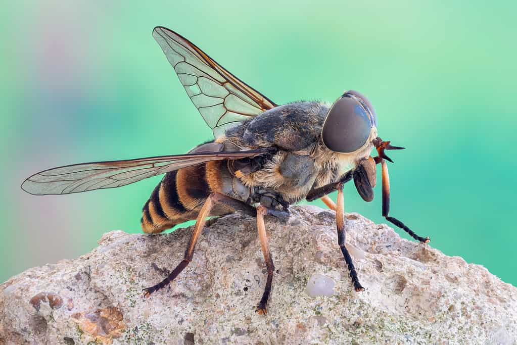 A horsefly resting on a rock.