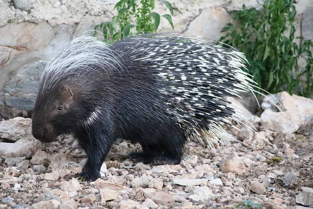 Hystrix cristata, crested porcupine