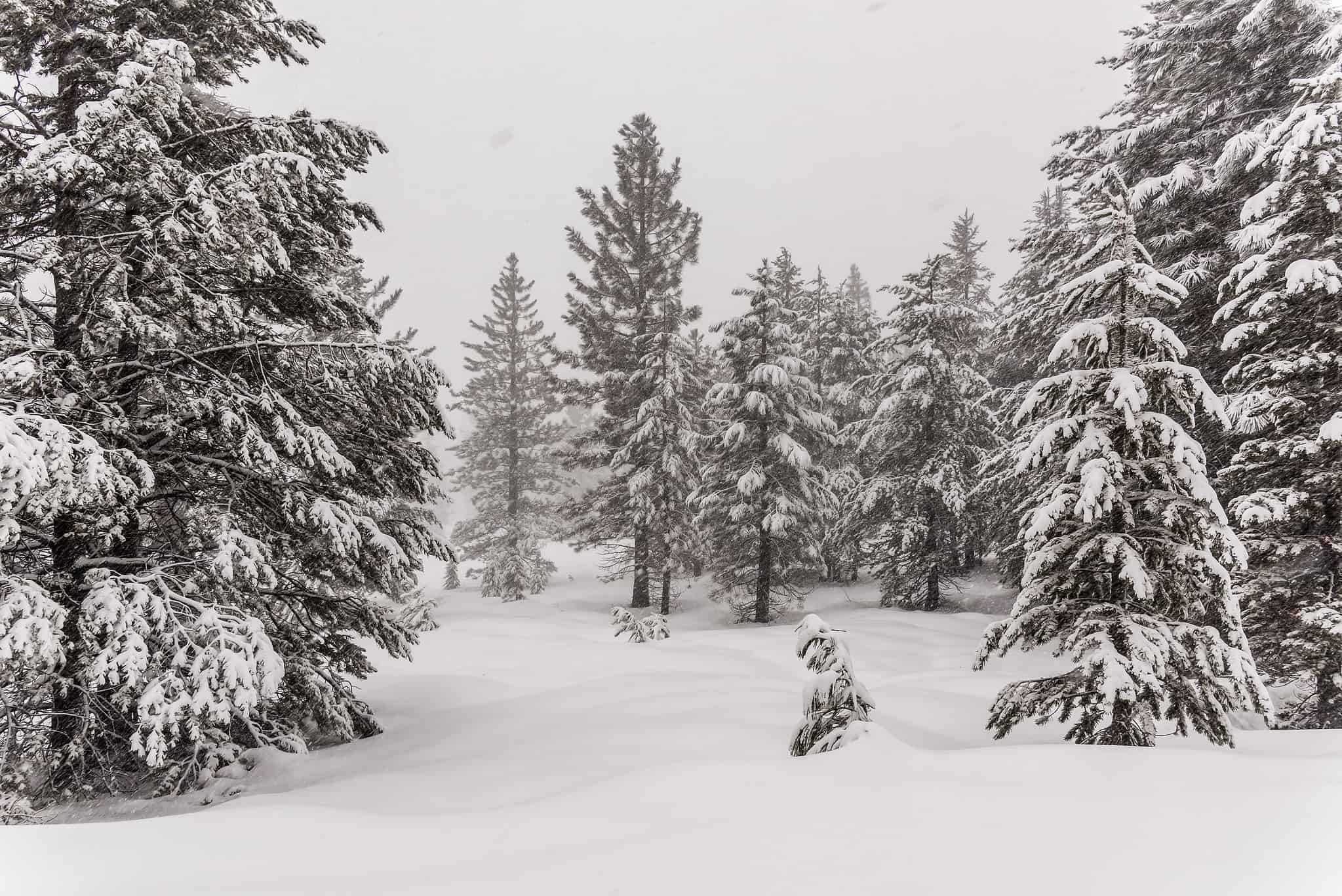 15 Incredible Trees Native to the Arctic - A-Z Animals