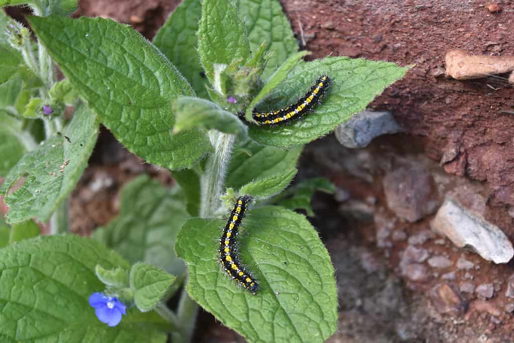 Scarlet tiger moth caterpillar