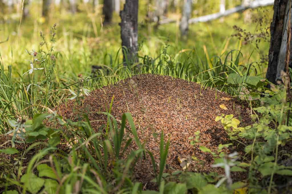 Allegheny mound ants build the largest ant mounds