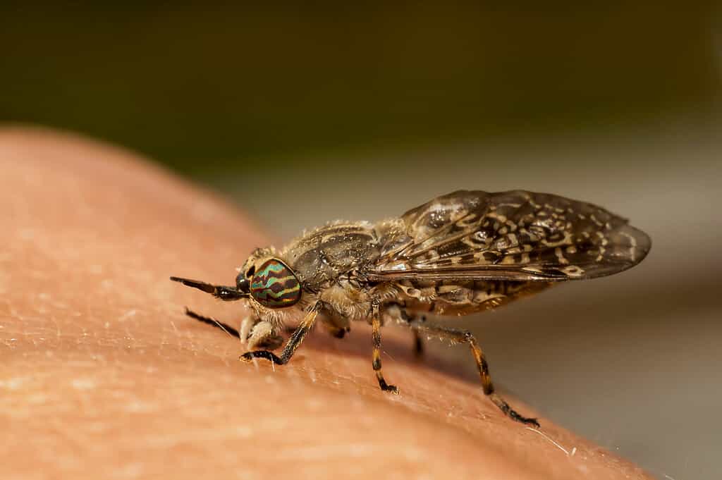 Horse Fly, Biting, Insect, Skin, Animal
