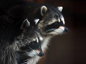 15 Animals That Look Like Raccoons And What They Have in Common Picture