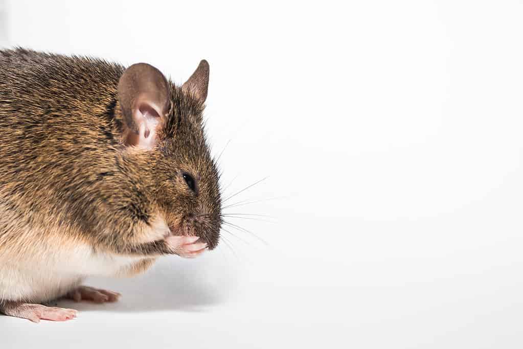 The Elusive Southern Bog Lemming