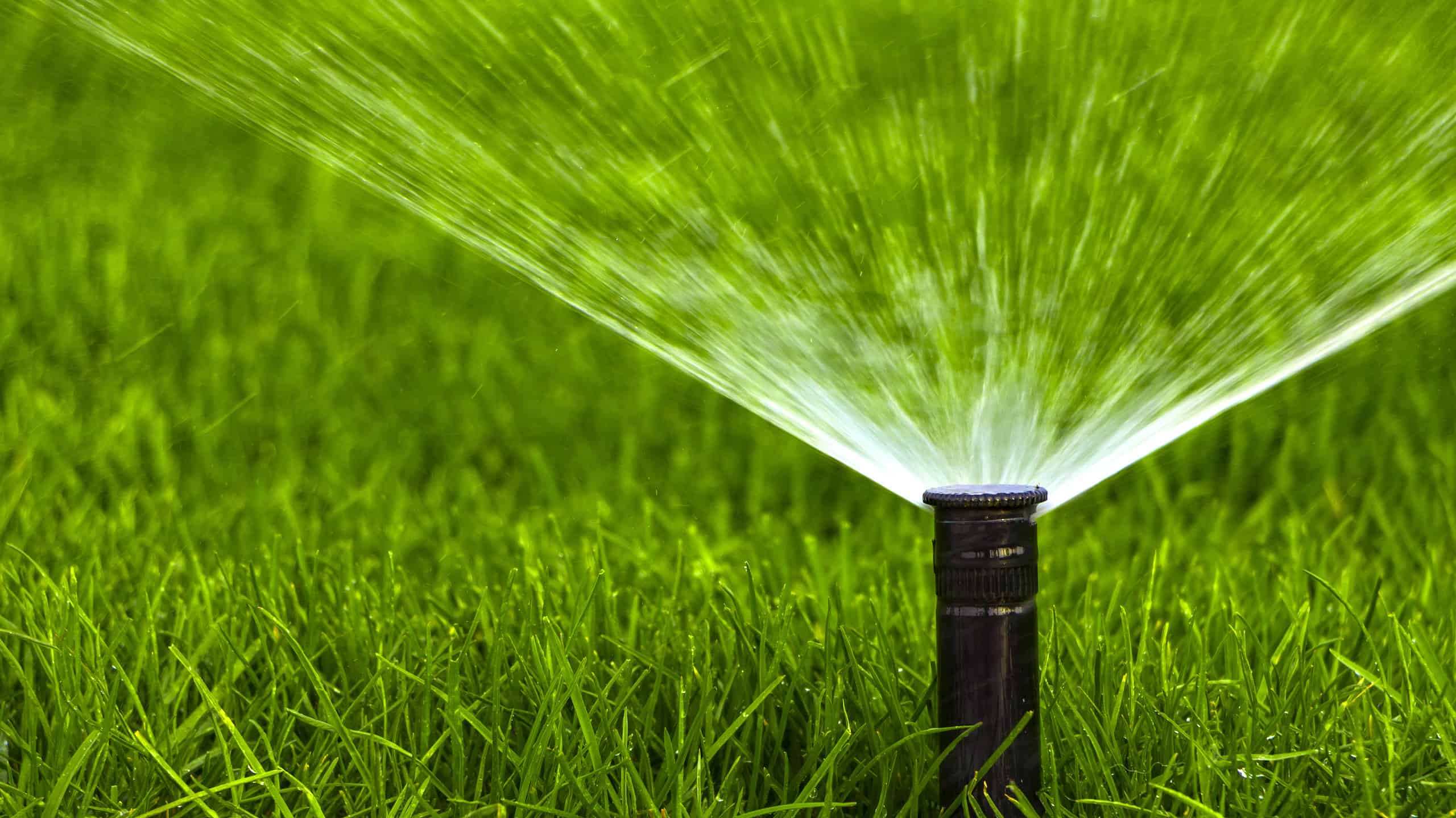 Morning is the best time to water your grass.