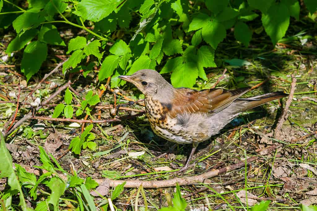 Veery thrush