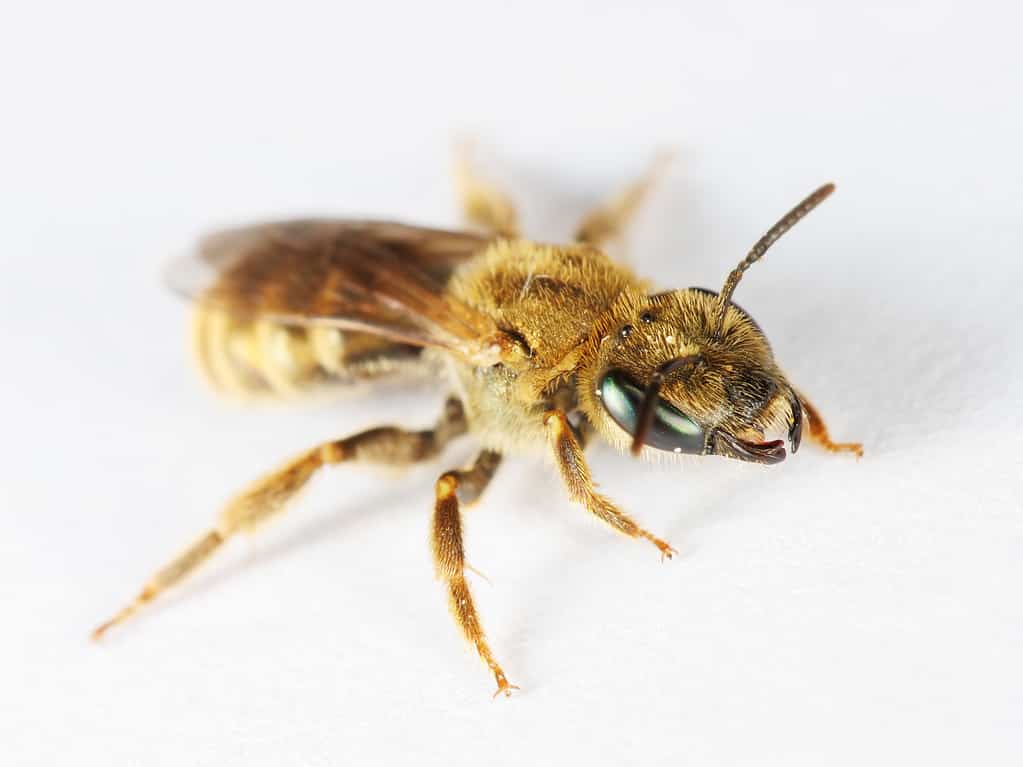 Tiny bee on white background