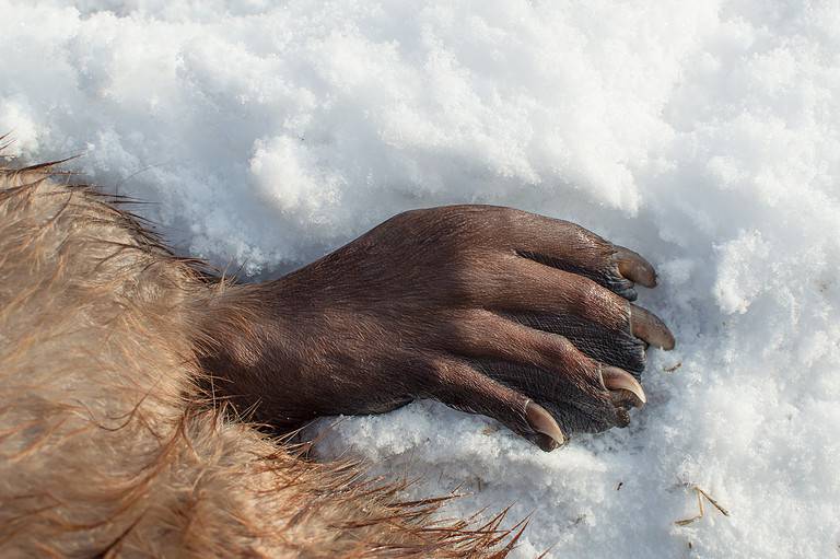 Beaver Tracks: Identification Guide for Snow, Mud, and More - A-Z Animals