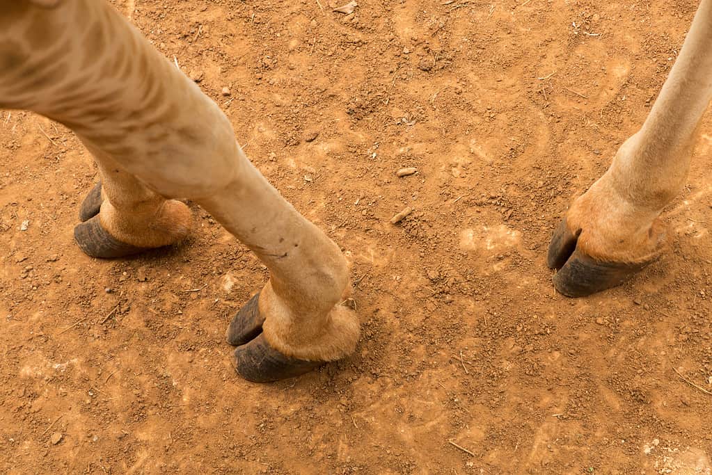 Split Hooves Animals