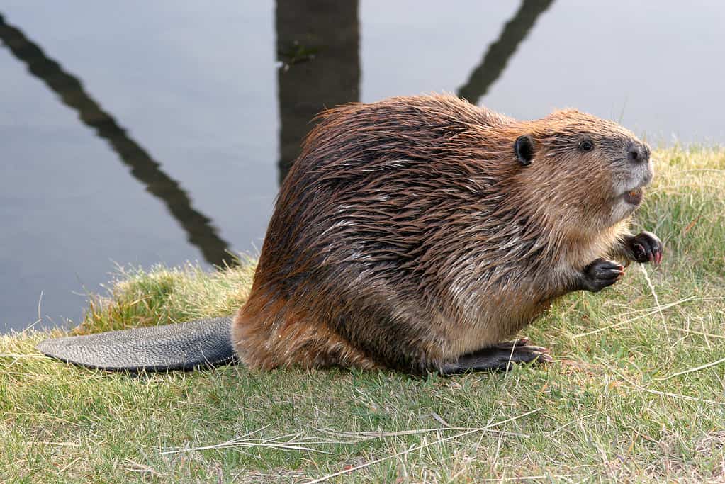 Beaver