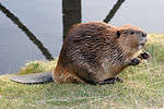 Close-up of a beaver on grass near the water's edge.
