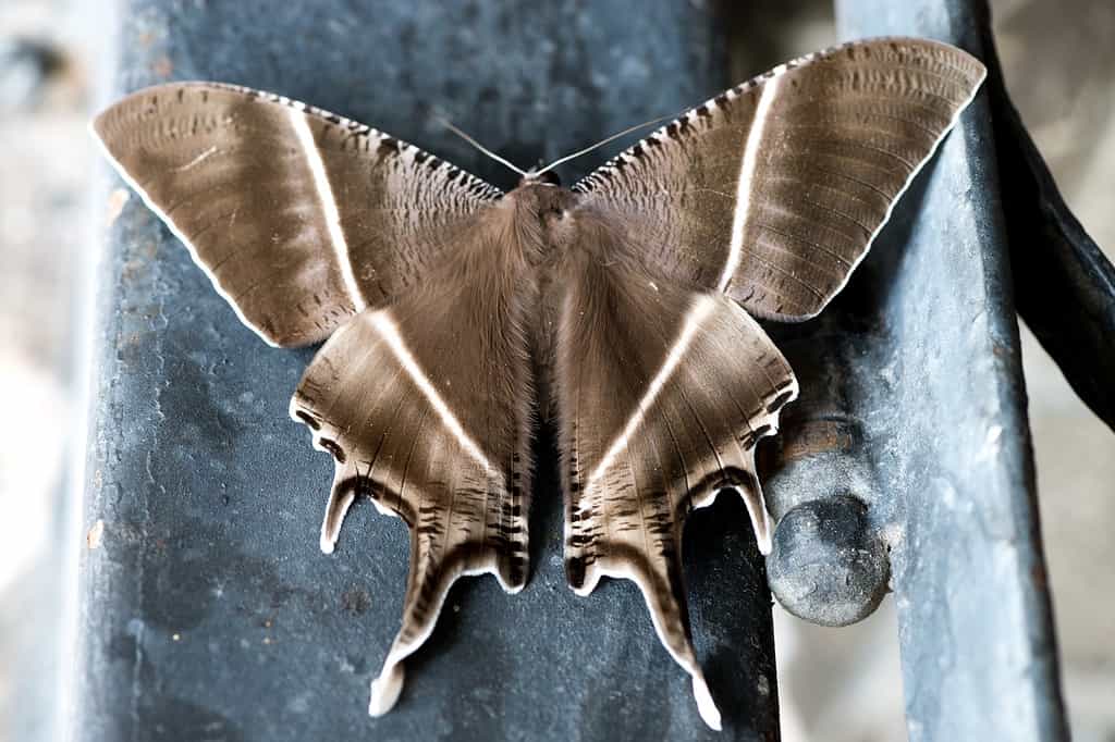 Swallowtail moth, Lyssa zampa
