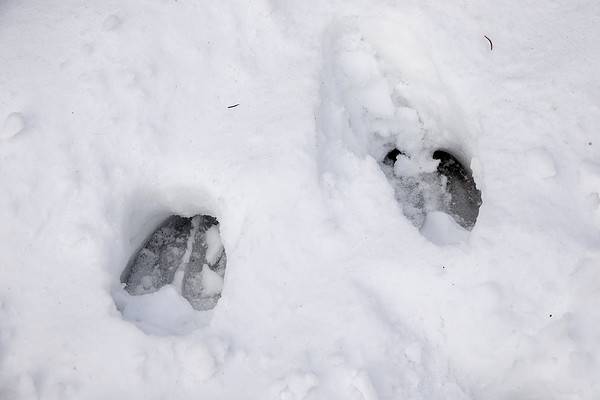 Elk Tracks: Identification Guide for Snow, Mud, and More - A-Z Animals