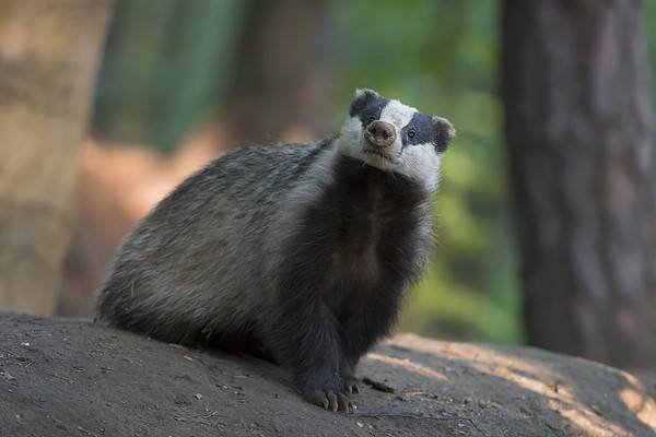Curious looking badger.