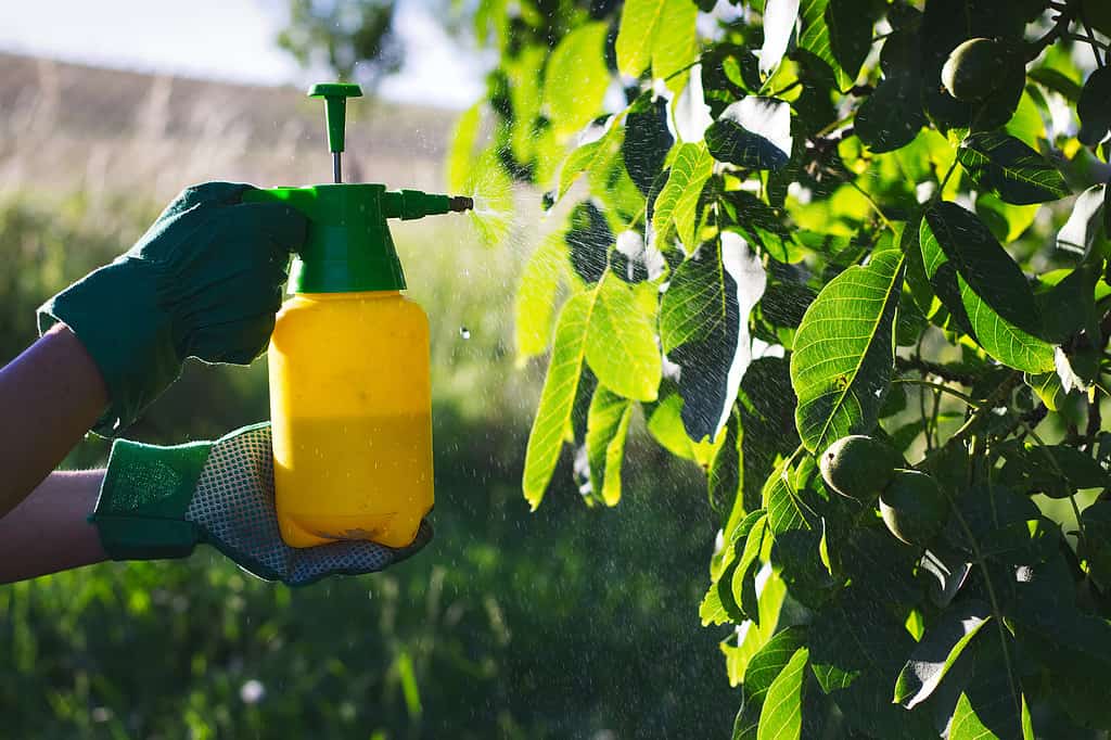Spraying leaves of a fruit tree.