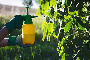 Neem Oil vs. Horticultural Oil: Which Natural Insecticide Should You Use? Picture
