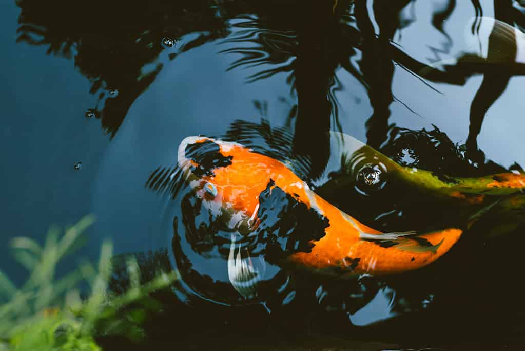 Showa koi fish swimming in pond- one of the most expensive koi fish