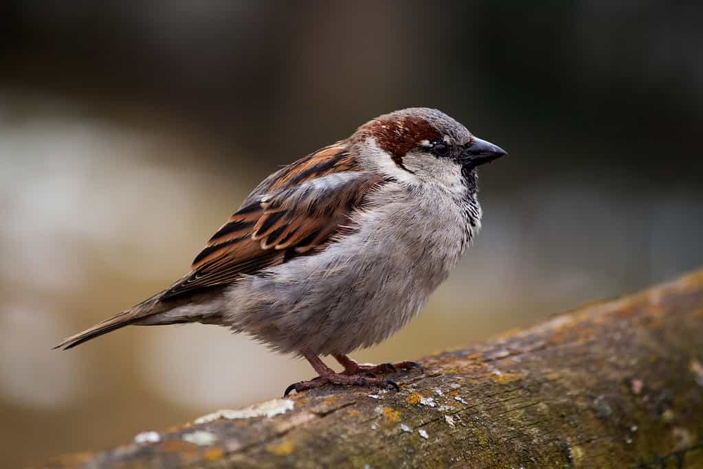 Black-streaked song sparrow