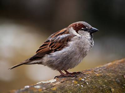 A Sparrow