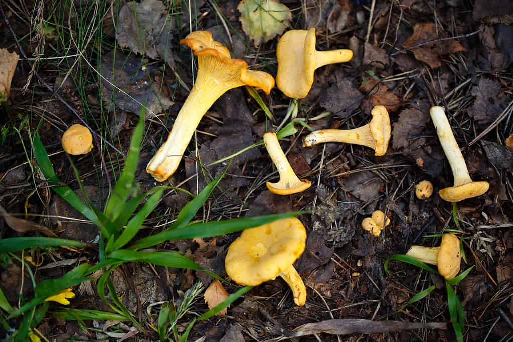 Flame chanterelle- how to find chanterelle mushrooms