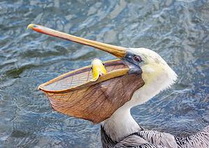 Watch a Pelican Eat a Pigeon and Struggle to Keep the Flapping Bird Down Picture