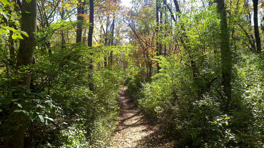 A picturesque forest with a winding trail leading through it.