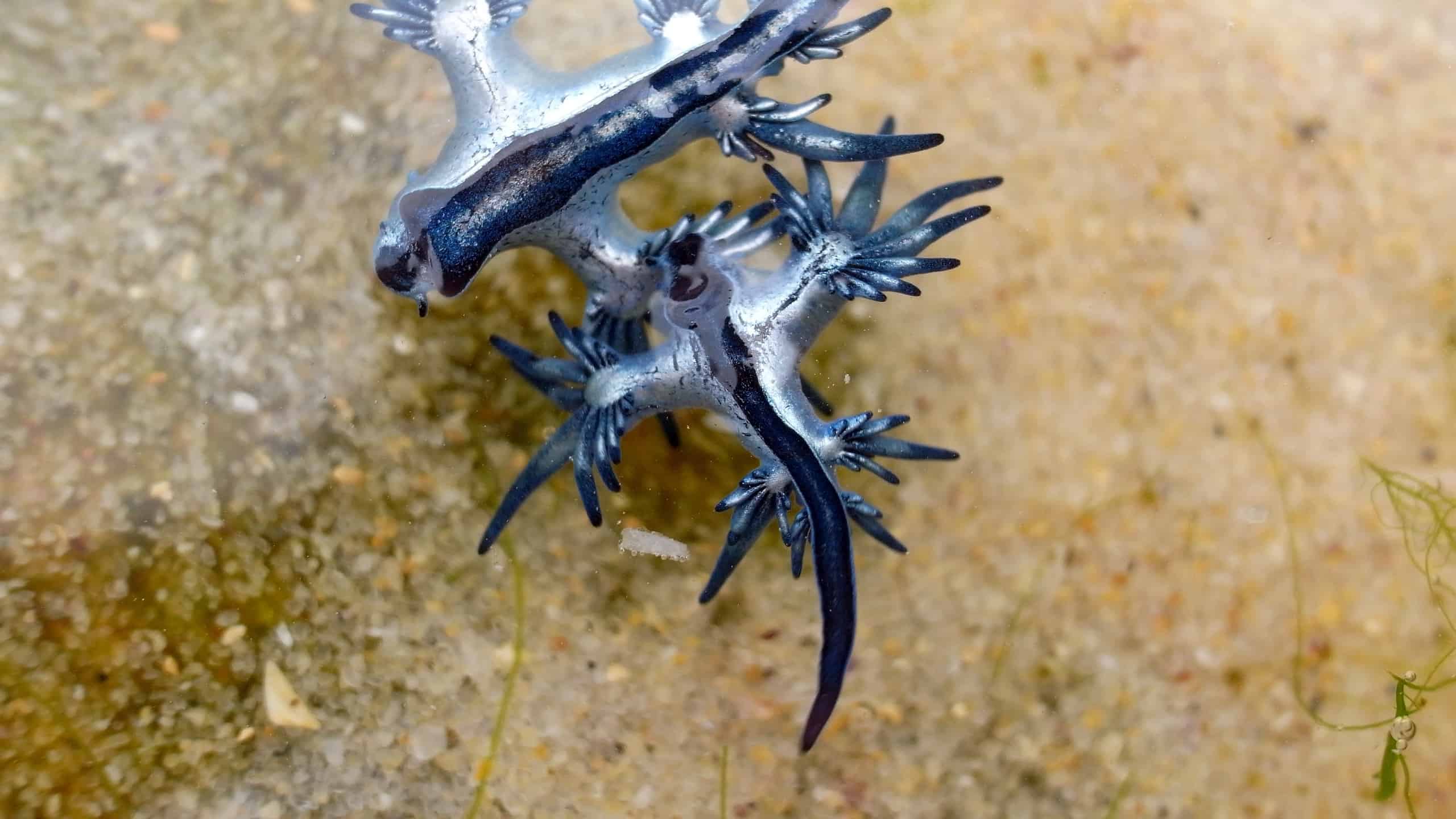 Blue Dragon Sea Slug Animal Facts Glaucus Atlanticus A Z Animals