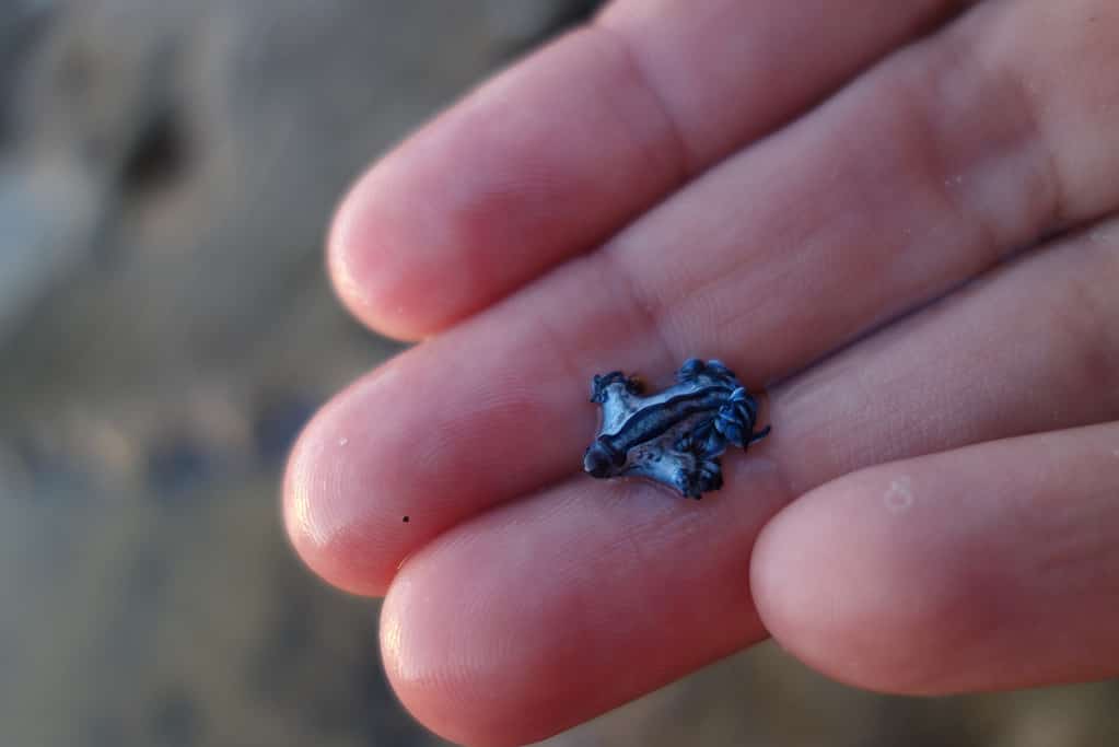 Blue dragon sea slug rarely exceeds 1.2 inches