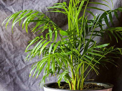 A 25 Beautiful Tall Indoor Plants to Spruce up Any Room