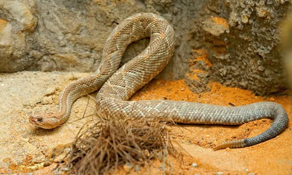 Aruba rattlesnake