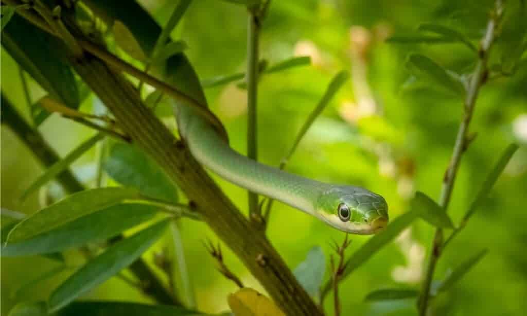 Opheodrys aestivus aestivus Northern Rough Greensnake