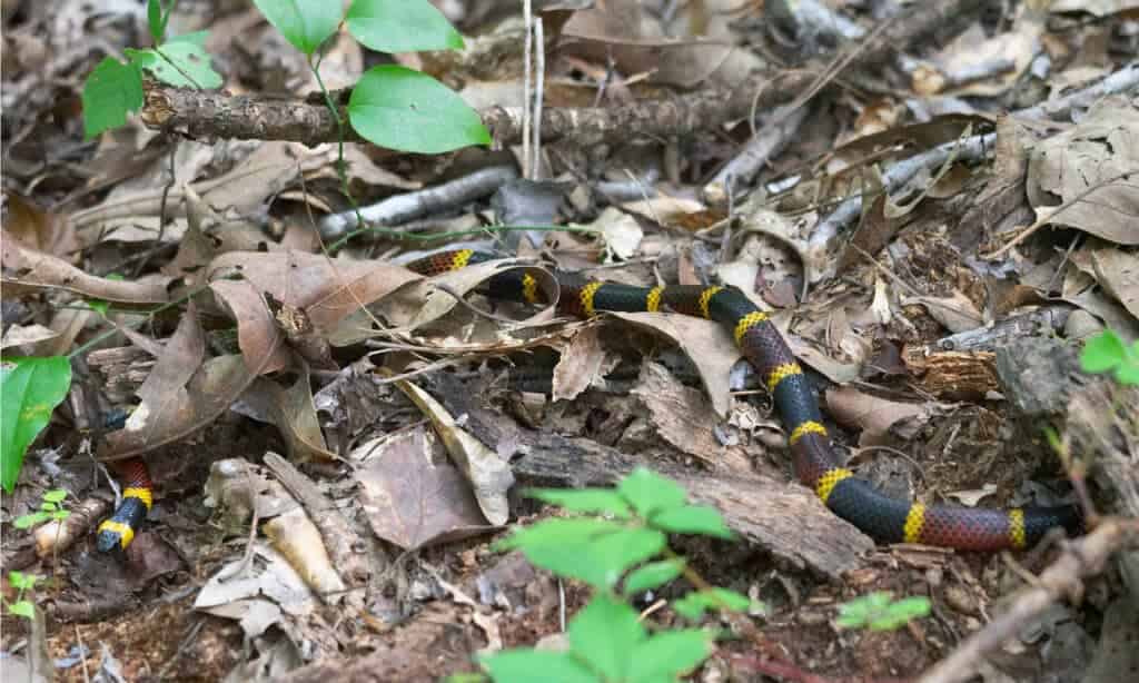 Texas Gulf-Coast coral snake