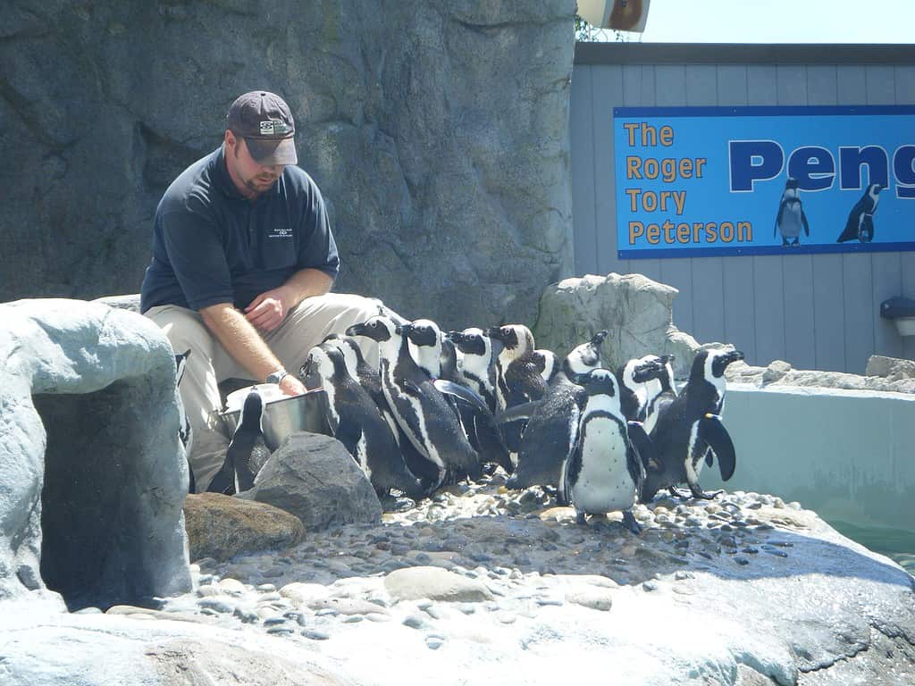 Penguin feeding session at the mystic aquarium